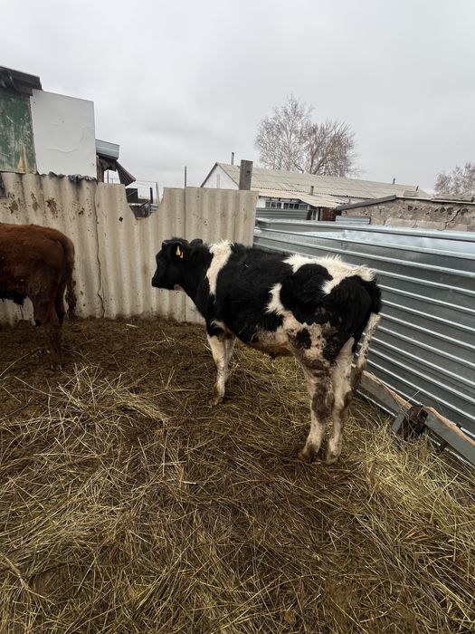 Продам бычка годовалого