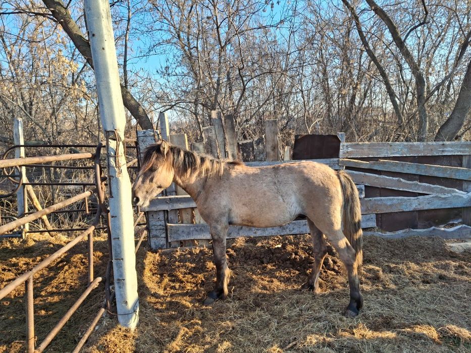 Продам коня на согым