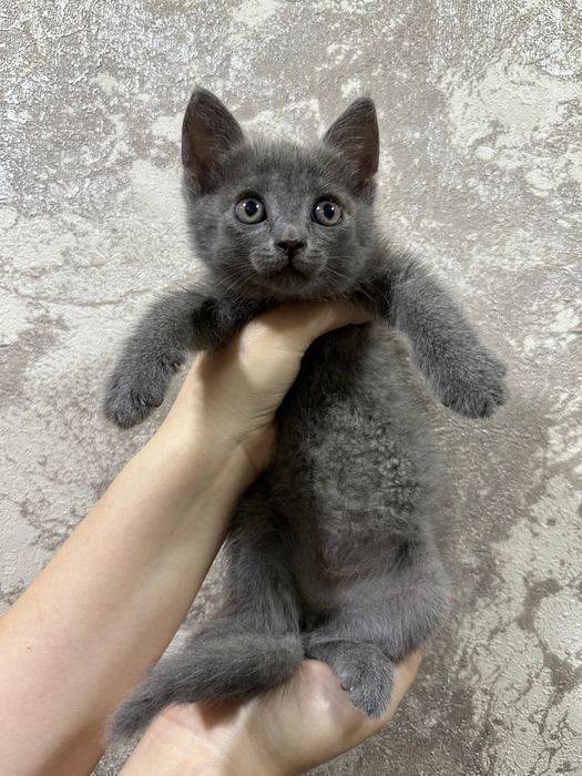 Отдам в добрые руки котенка мальчика