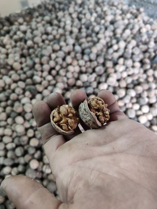 Орехи yonĝoqlar oq maĝiz