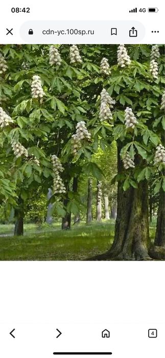 Продам отростки каштанового дерева