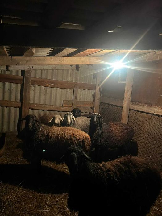 Продам баранов .