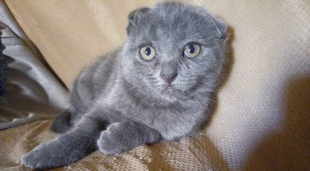 Продаю вислоухих кошек