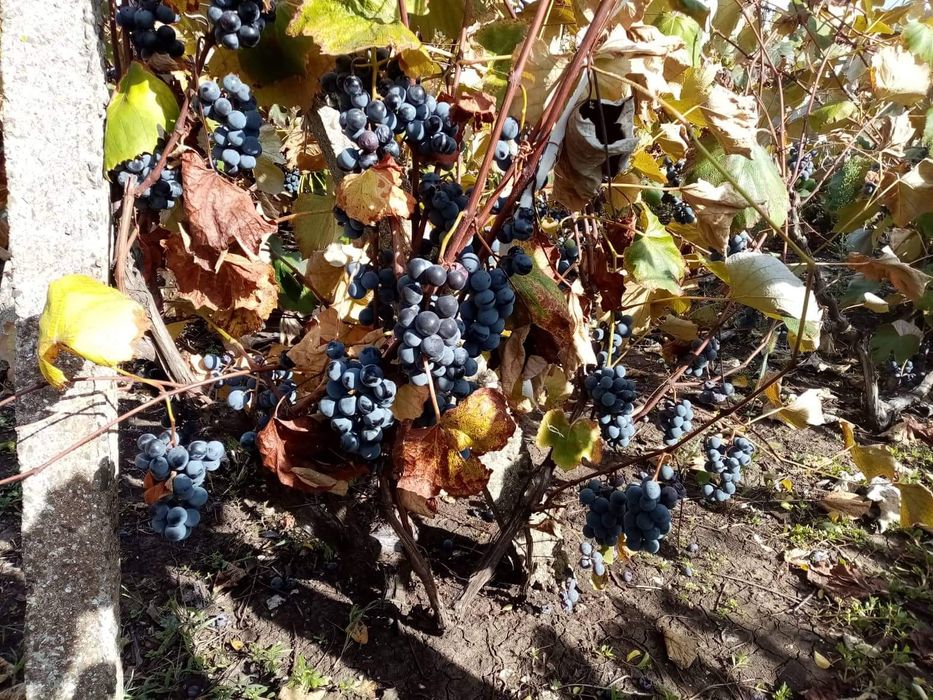 Дава се под наем Земеделски имот в Балчик -  кв.м за 51 € - Снимка #1