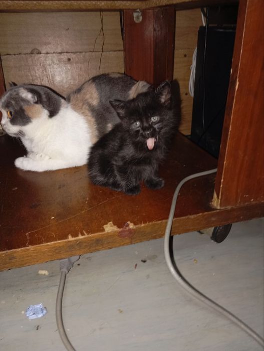 Отдам котят в добрые руки