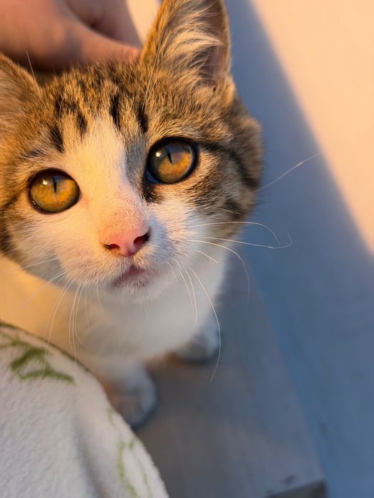 Отдам котенка только в добрые руки