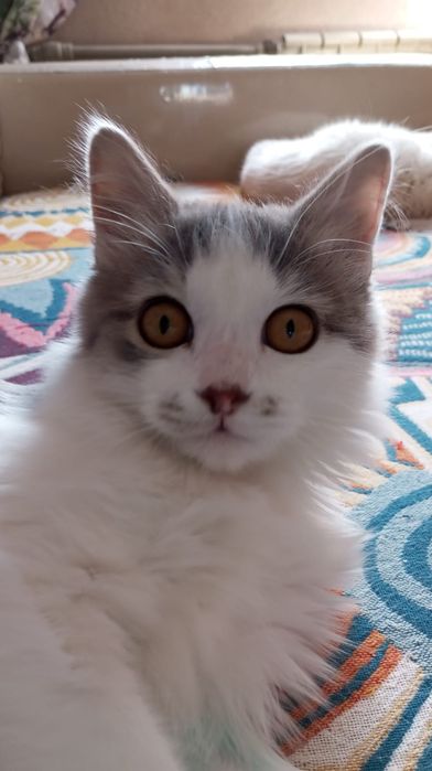 Отдадим домашних котят