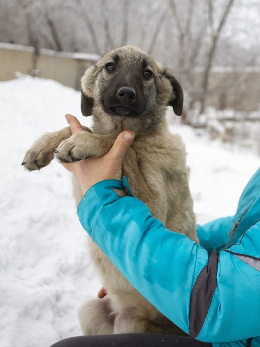 Щенки  ждут добрые руки