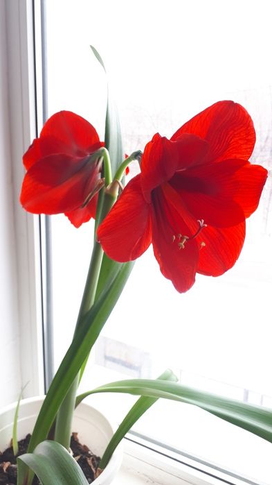 Продам цветы гипиаструм