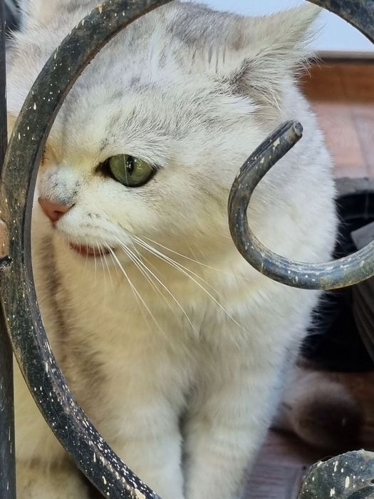 Кот для вязки, vyazka uchun