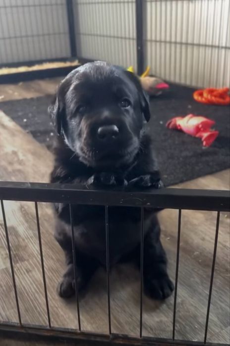 Продам элитных щенков лабрадора ретривера