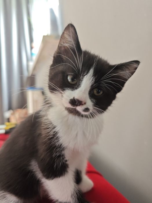 Кошечка в добрые руки