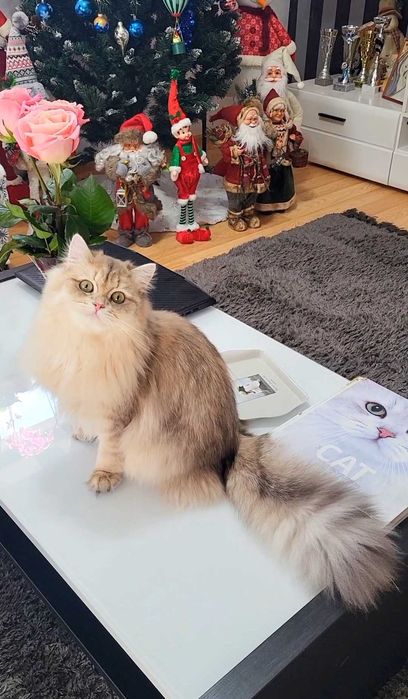 Fetita british longhair blue golden, pedigree, lipicioasa