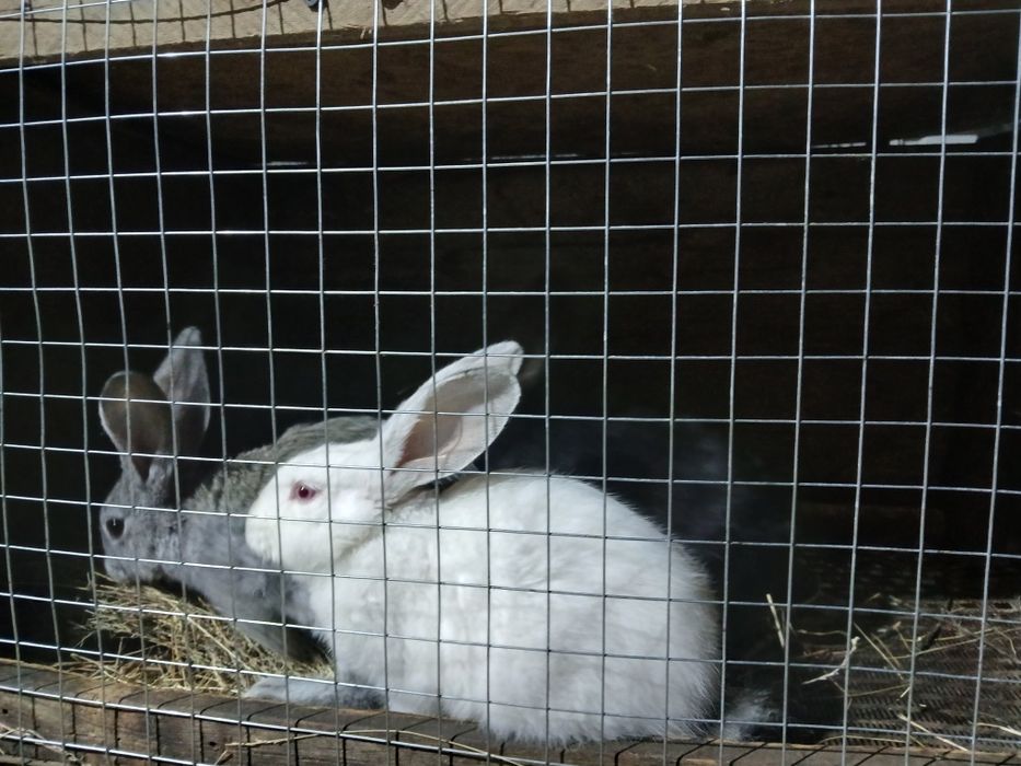 Крольчата великан дев.мальчик