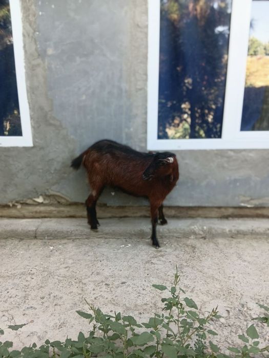 ZANEN.  Zotdor echki sotiladi.