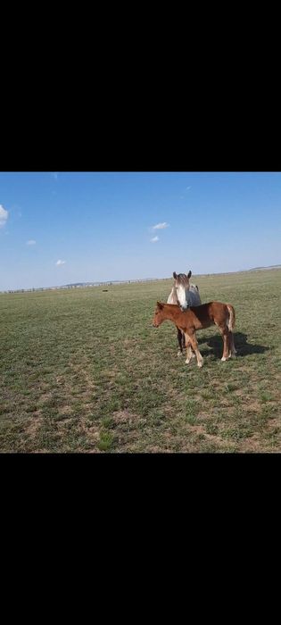 Биелер сатылады.