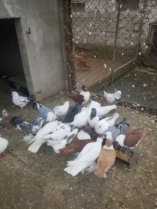 Vand perechi de porumbei