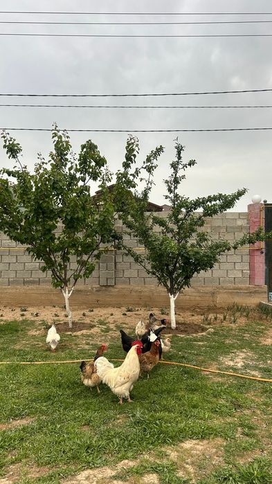 Қазақ тауык бағасы 5500тг