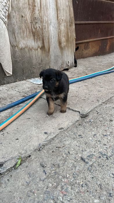 Одам даром шенков