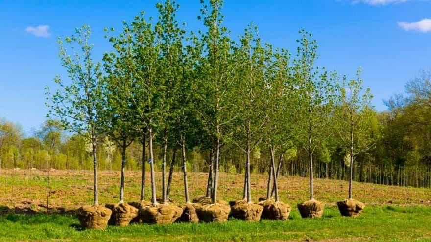Vand copaci ornamentali mesteacan-tei-platan-frasin