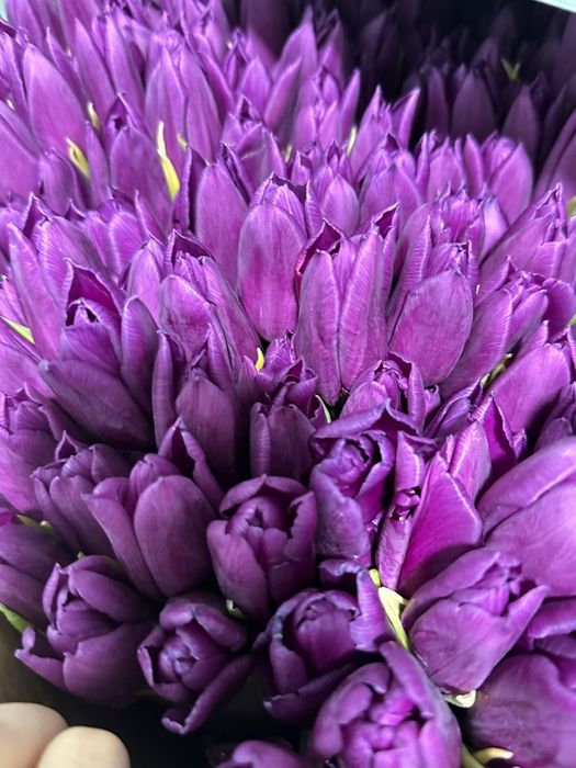 Тюльпаны с доставкой 700