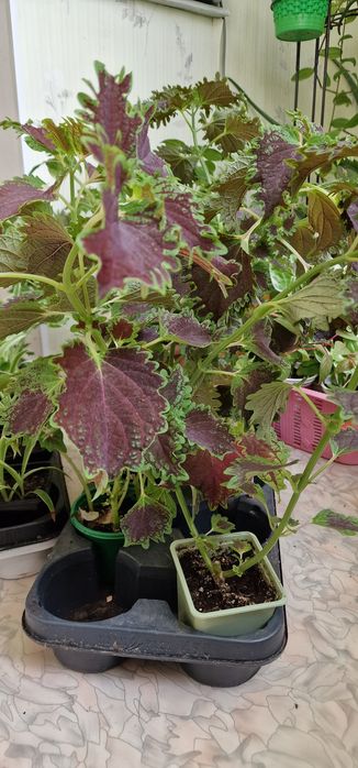 Цветы выращеные с любовью.