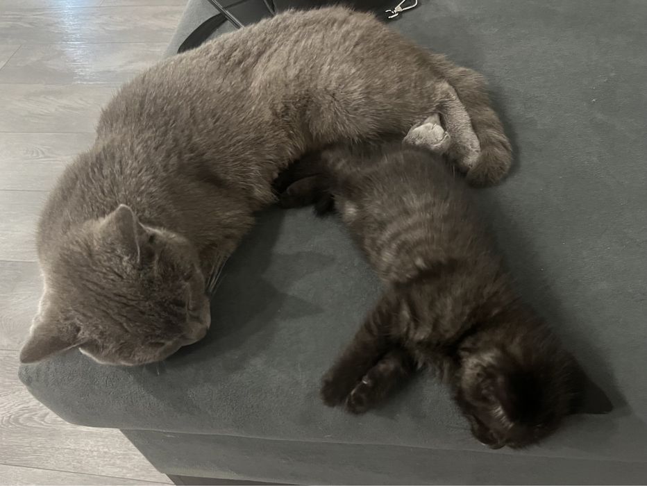котенок, кошка, киса