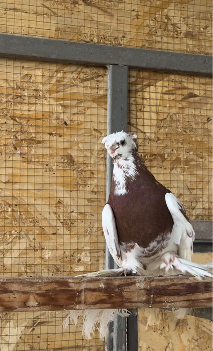 Голуби на продажу