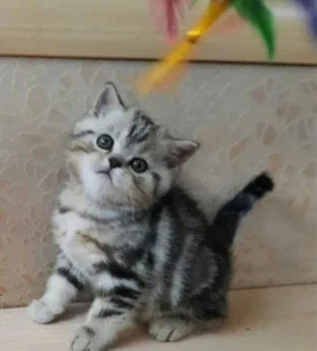 Шотланские котята