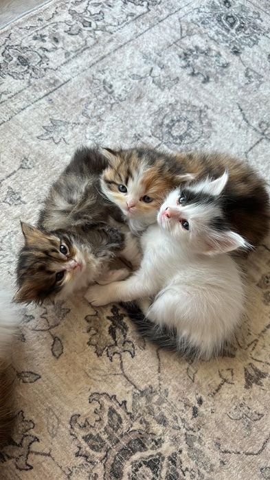 Домашно Котенце с Доставка