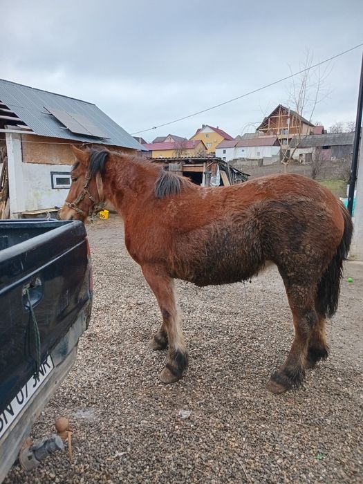 Vand manza face 3 ani