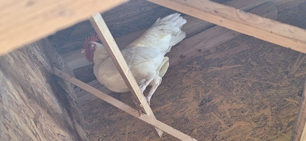 Gaini pitice, australiene