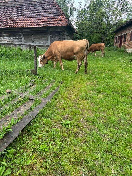 Vand vaca si juninca