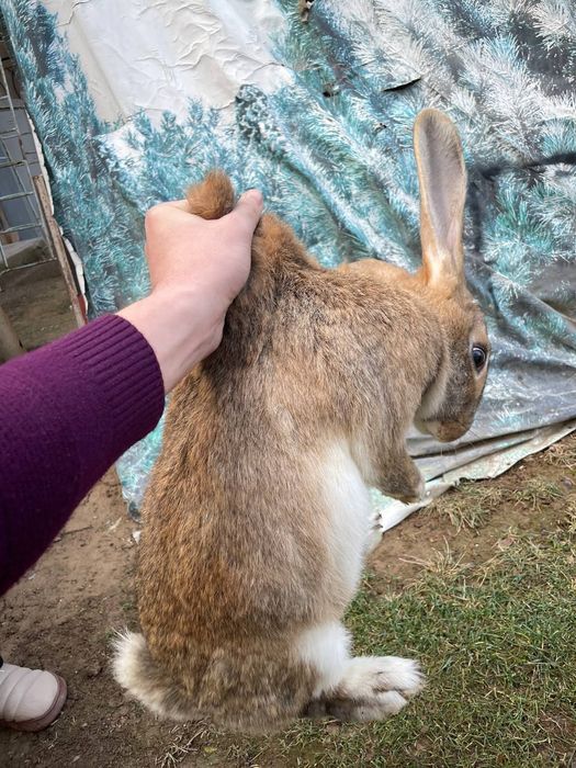 Кролики Бельгийский великан