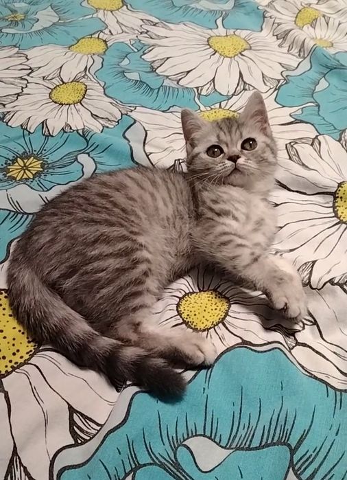 Девочка. Скоттиш страйт.