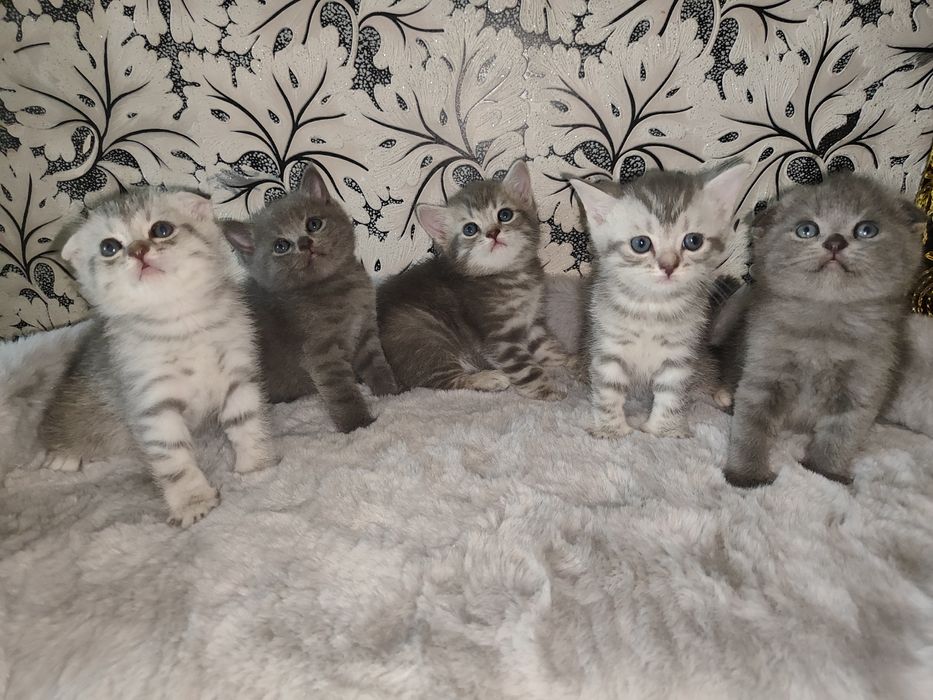 Продаётся кошки мама  с детьми