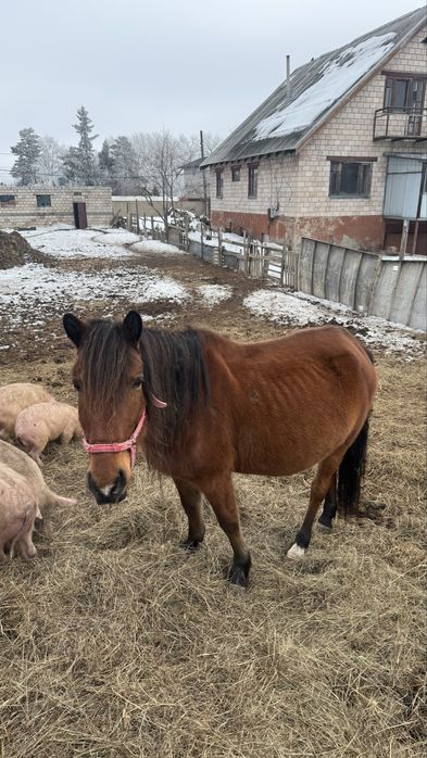 Продам кобылу жеребая