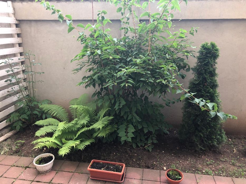 Inchiriez Garsoniera tip Studio