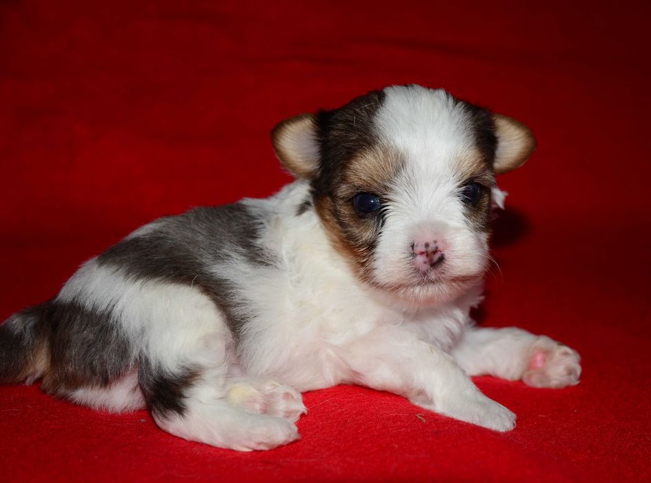 Бивер йоркширский терьер , шикарные биверята!