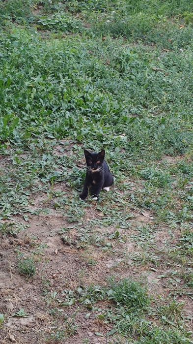 Котенок или кошка в добрые руки