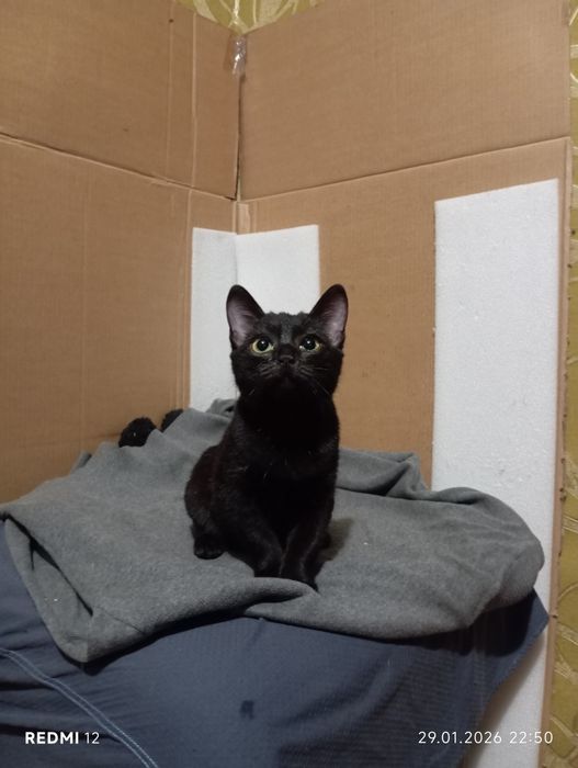 Отдам котенка в добрые руки