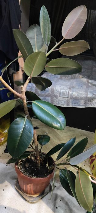 Продам фикус дерево