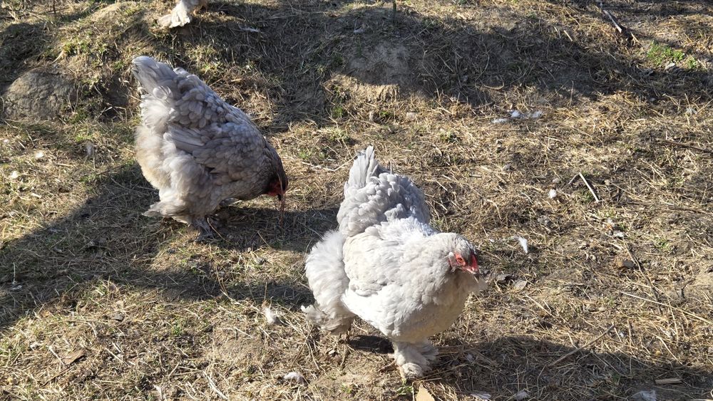 Brahma albastru 2025