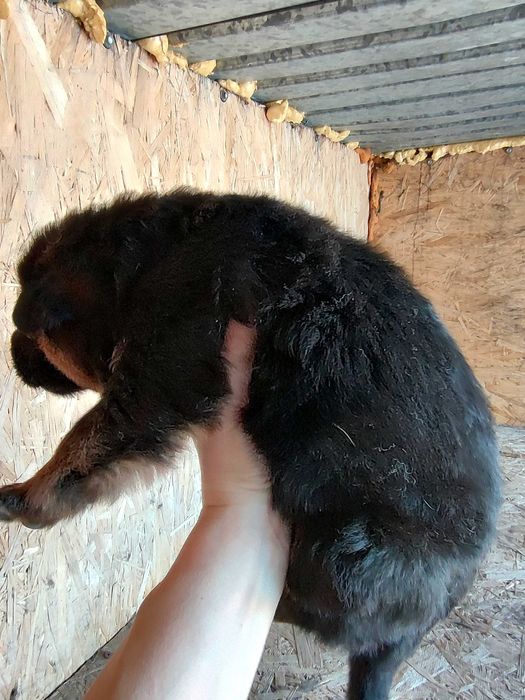 Щенки немецкой овчарки