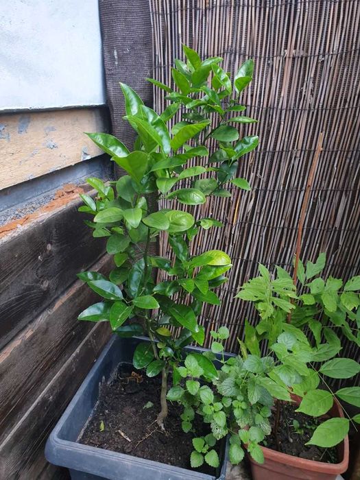 Vand plante si puieti la ghiveci.