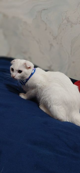 Uy mushugi xoxlaganlarga