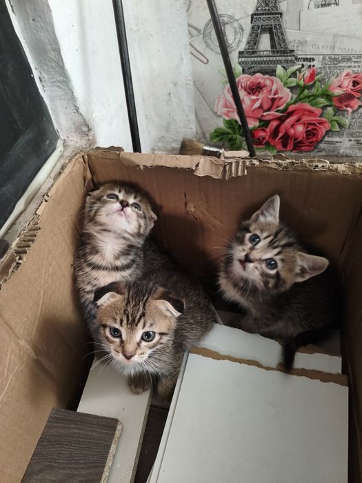 Отдам котят, в хорошие руки.