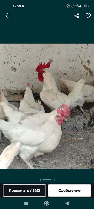 Tovuqlar sotiladi honakilashtirilgan tuhumga yahshi tuhumda