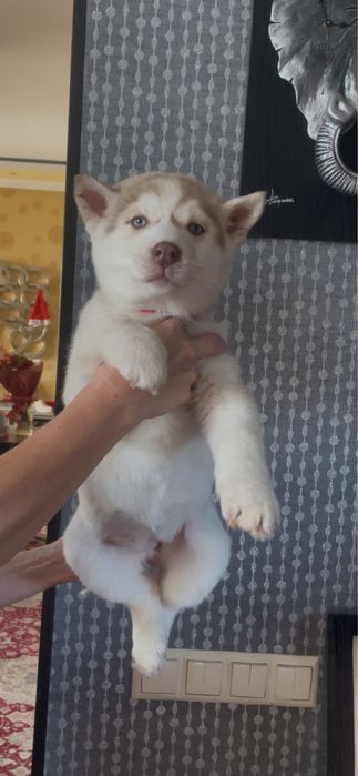 Девочка хаски с голубыми глазками