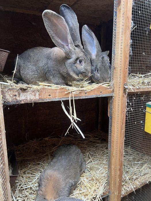 Femela de urias german gri